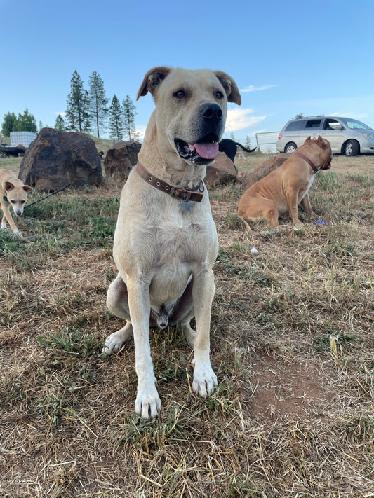 My name is Thor, I’m a big sweet boy
about 2 years old. I’m 100lbs of Mastiff and Great Pyranees, with one of the sweetest and most pleasant demeanors I’ve seen in any dog. Playful and great with all dogs, loves people and going on drives. Don’t let the size fool you, he’s a very easy dog to have in your home. He’s also an excellent guard dog with a deep bark and just the right amount of protection. Thor is neutered, fully vaccinated, dewormed and very healthy.  